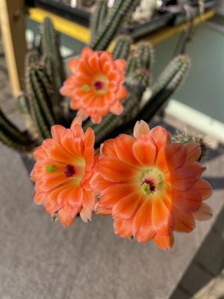 Echinocereus orange